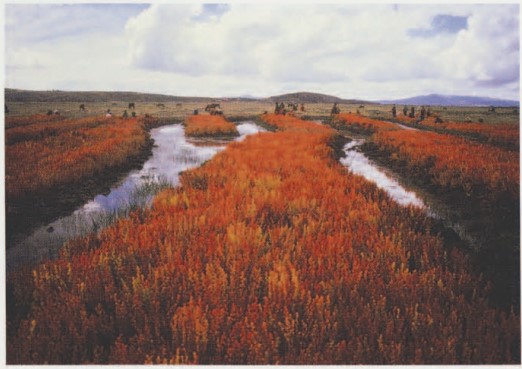 Tiwanaku raised fields